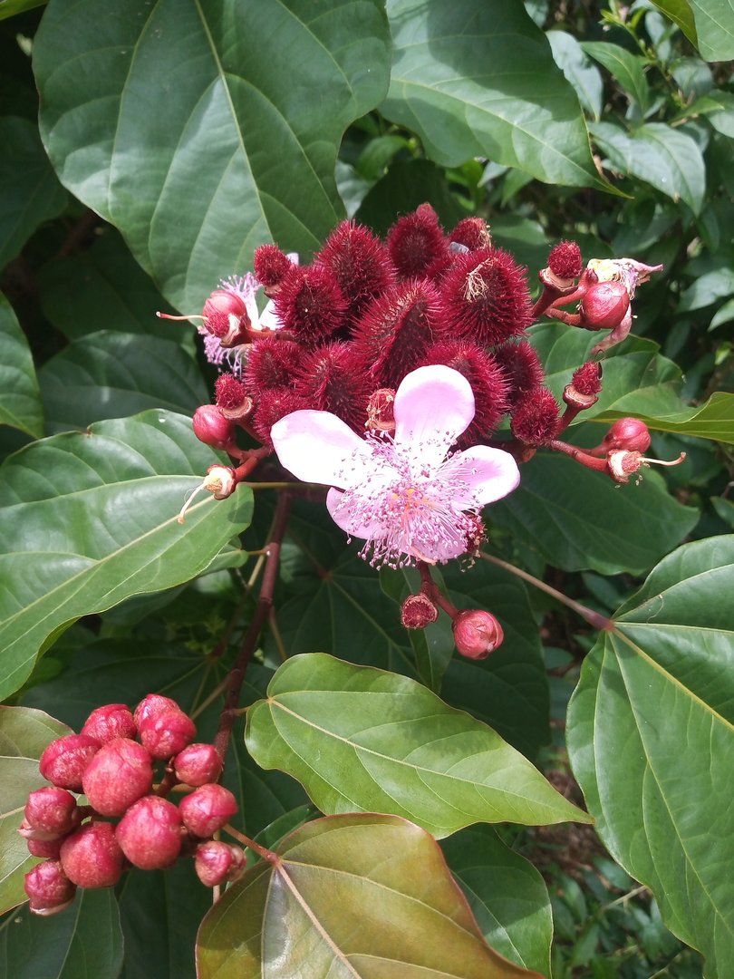 Achiote, Onoto - Vista principal